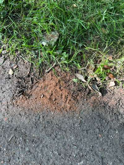 Giftköder-Evtl Giftköder in Projensdorf-Bild