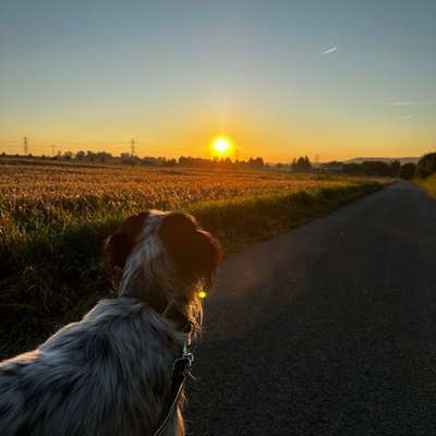 Hundetreffen-Ausgiebige Spaziergänge-Bild