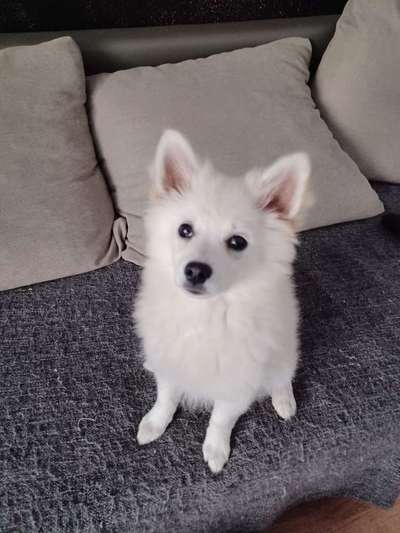 Welpen Bilder !-Beitrag-Bild