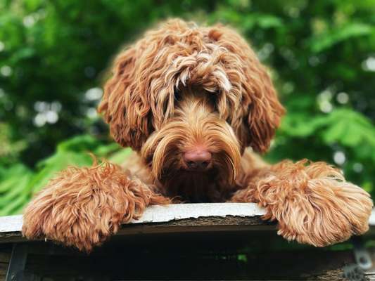 Die Dogorama Kalender Challenge Titelbild-Beitrag-Bild