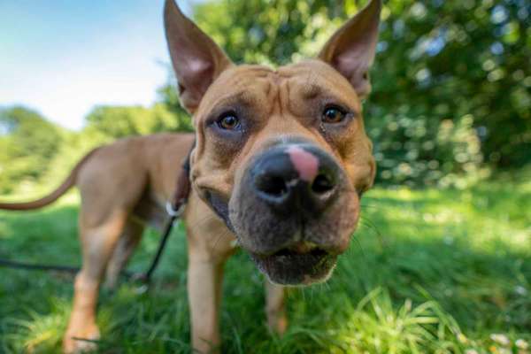 Zeigt mir die tollste Nahaufnahme von eurer Fellnase-Beitrag-Bild