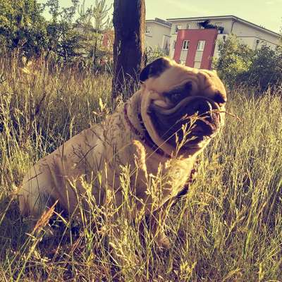 Foto's und Hundemodels-Beitrag-Bild