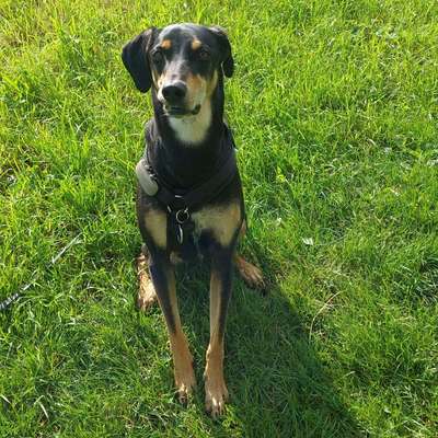 Hundetreffen-Gemeinsam Gassi / Spielen-Bild
