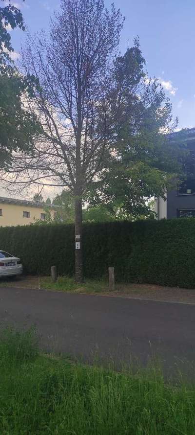 Giftköder-Unbekanntes Gift ausgebracht-Bild