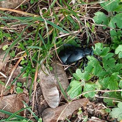 Giftköder-Ölkäfer Schönauerpark-Bild