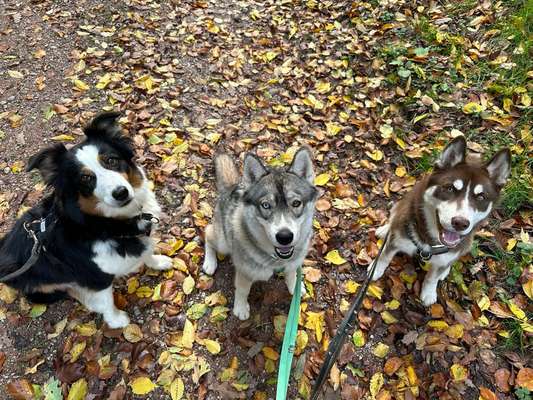 Hundetreffen-Socialwalk-Bild