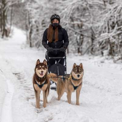 Hundetreffen-Zugsport (Canicross, Bikejöring, Dogscooter, Hundeschlitten)-Bild