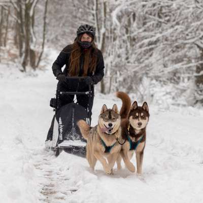 Hundetreffen-Canicross/Bikejöring/Dogscooter/Hundeschlitten-Bild