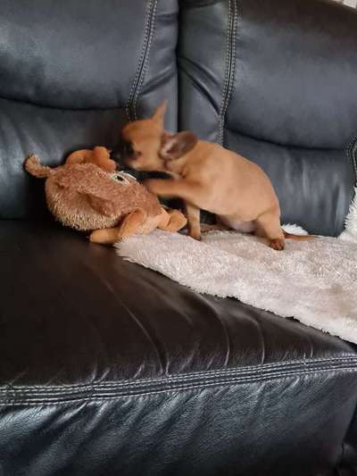 FOTO CHALLENGE 77 - Dein Hund im Spiel-Beitrag-Bild