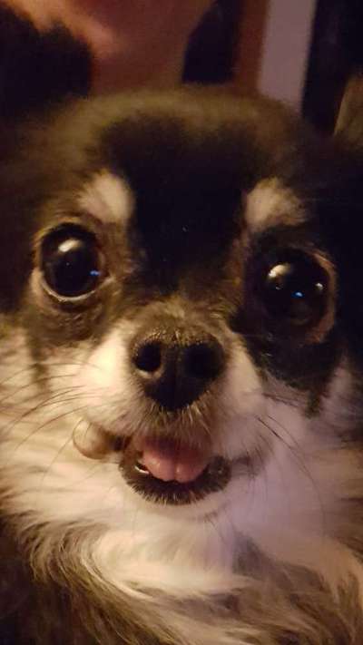 Tongue Out Tuesday-Beitrag-Bild