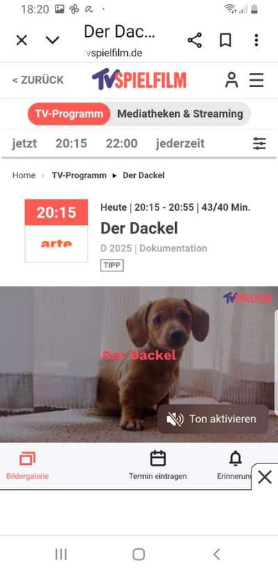 aktuelles Foto Gruppe Dackel aus aller Welt