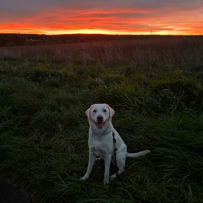 Hundetreffen-Gassi-Runde / Spielbuddy für Nala gesucht-Bild