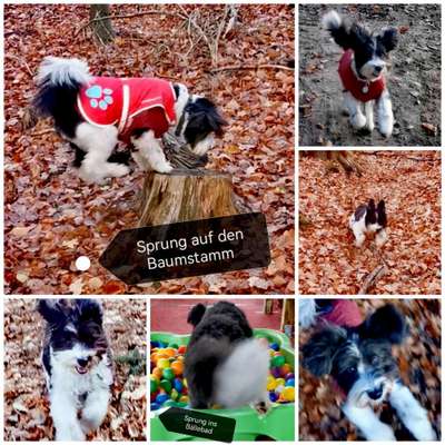 17. Collage Challenge / Springende Fellnasen-Beitrag-Bild