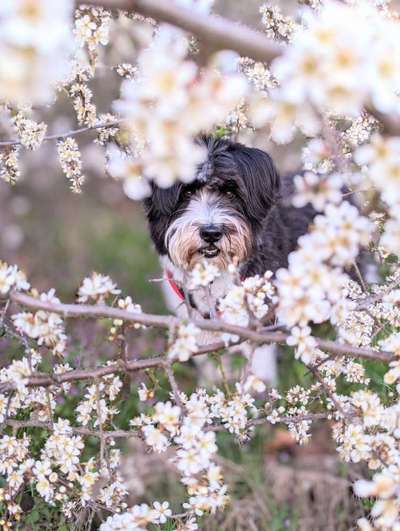 Dogorama Photo Challenge - Frühlingserwachen-Beitrag-Bild