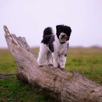 Welchen Hund hast du?-Beitrag-Bild