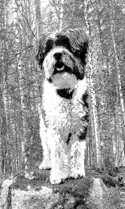 149. Foto Challenge: Wer ist hier der Boss!-Beitrag-Bild