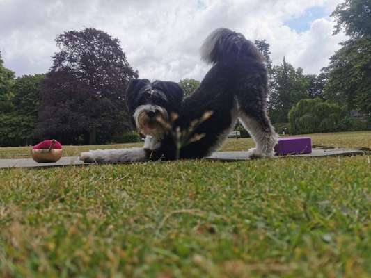 Trickdogging-Beitrag-Bild