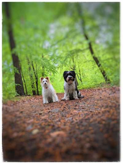 Foto -Challenge  Thema : Dein Hund Im Wald-Beitrag-Bild