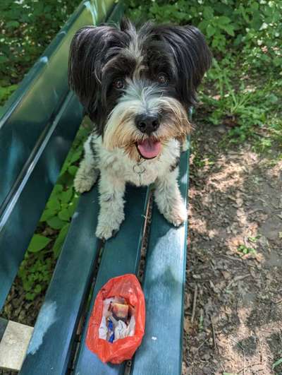 Challenge – Gassi & Clean-Beitrag-Bild