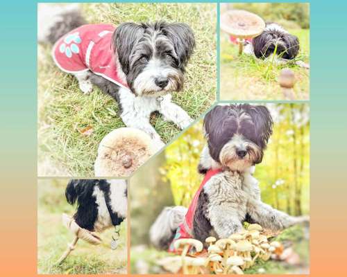 59. Foto-Collagen- Challenge: Pilze-Beitrag-Bild