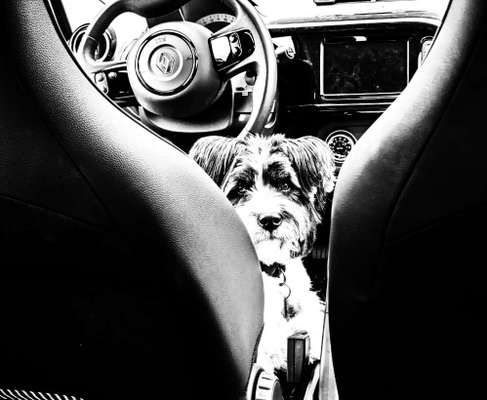 Foto Challenge Thema "Hunde im Auto"-Beitrag-Bild