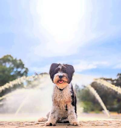 Handy Fotochallenge Nr. 52: Dein Hund mit blauem Himmel-Beitrag-Bild