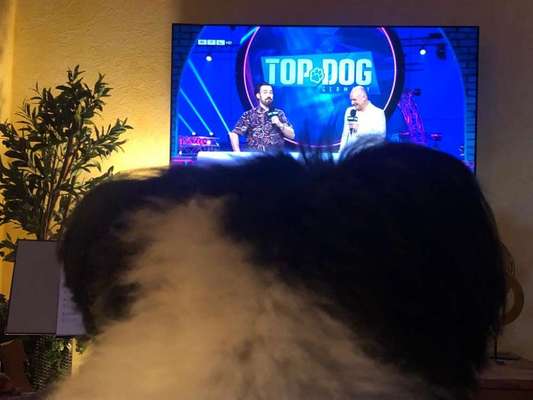 Dogorama Photo Challenge - Wir schauen fern (TV)-Beitrag-Bild