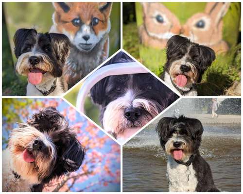 52. Collagenchallenge: Dein Hund im Sonnenschein-Beitrag-Bild