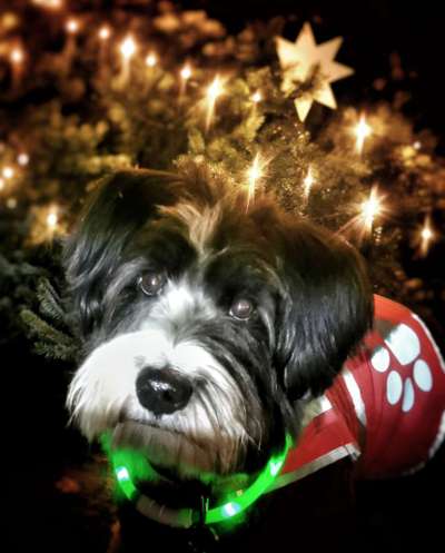 84. Foto-Challenge: In Szene gesetzt - dein Hund im Rampenlicht-Beitrag-Bild