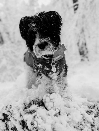 41. Handy Fotochallenge - Euer gemeinsames Hobby-Beitrag-Bild