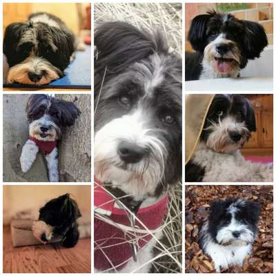 23. Collagen-Challenge: Portraits-Beitrag-Bild