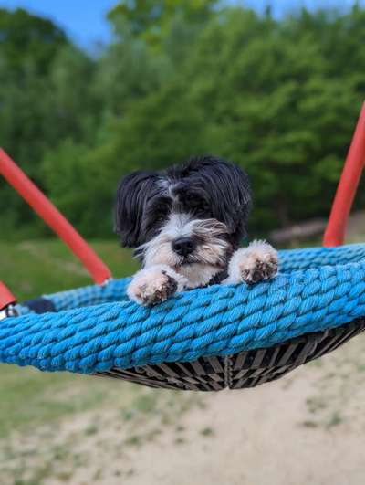 Schlappohren Suche <3-Beitrag-Bild