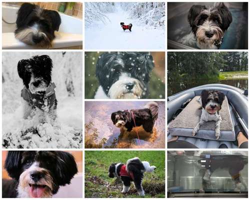 51.Collagen Challenge: Wasserhunde-Beitrag-Bild