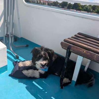 Was hat euch heute mit eurem Hund gefreut?-Beitrag-Bild