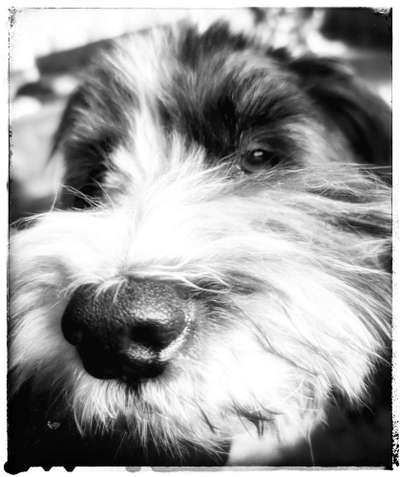 Dogorama Photo Challenge- Aufmerksamkeit bitte!-Beitrag-Bild