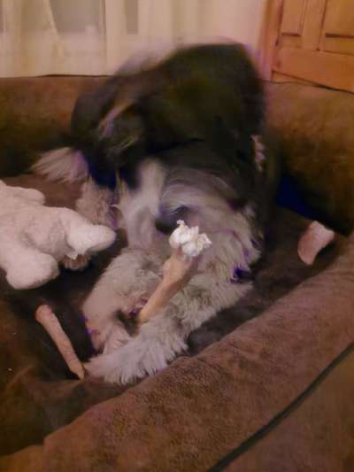 Dogorama Photo Challenge - Bescherung-Beitrag-Bild