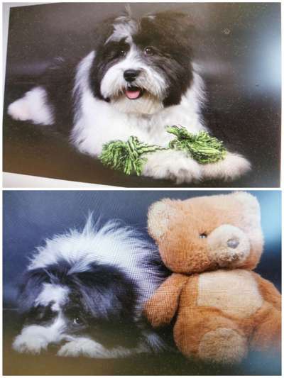 15. Collagenchallenge 
Dein Hund und sein Lieblingsspieli-Beitrag-Bild