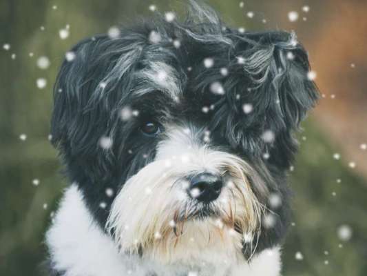 Dogorama Photo Challenge - Winterstimmung-Beitrag-Bild