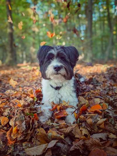 43. Impulskontrollchallenge: Decke deinen Hund zu und er muss liegenbleiben-Beitrag-Bild