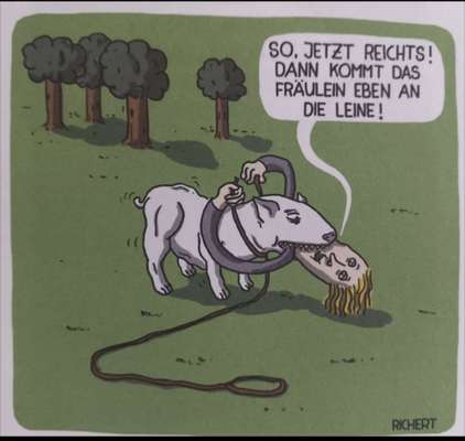 Hunde Memes-Beitrag-Bild