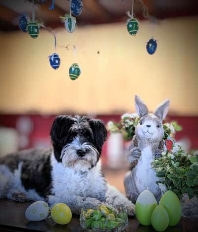 Dogorama Photo Challenge - Ostereiersuche-Beitrag-Bild