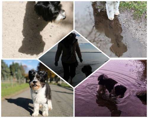 43. Collage Challenge - Schattenspiele-Beitrag-Bild