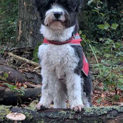 Was hat euch heute mit eurem Hund gefreut?-Beitrag-Bild