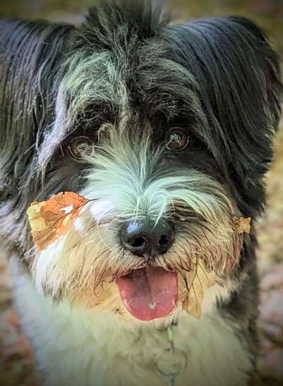 Challenge – Gassi & Clean-Beitrag-Bild