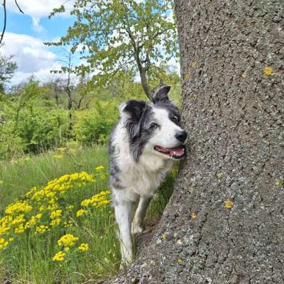 50. Gemeinsames Tricktraining: Wange an einen Gegenstand-Beitrag-Bild