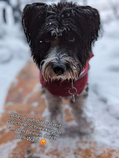 Hunde Memes-Beitrag-Bild