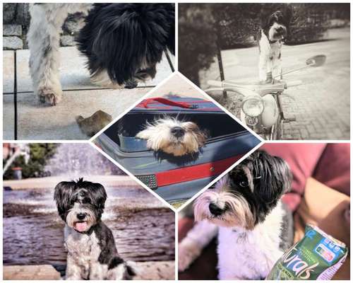 50. Collage Challenge - Fundstücke auf der Gassirunde-Beitrag-Bild