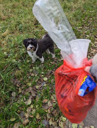 Challenge – Gassi & Clean-Beitrag-Bild