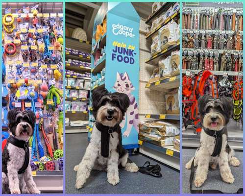 56. Foto Collage Challenge - Shopping Hund-Beitrag-Bild