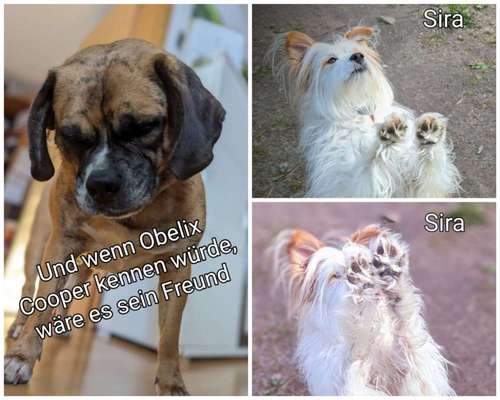 40.Collagen Challenge - Hundefreunde-Beitrag-Bild